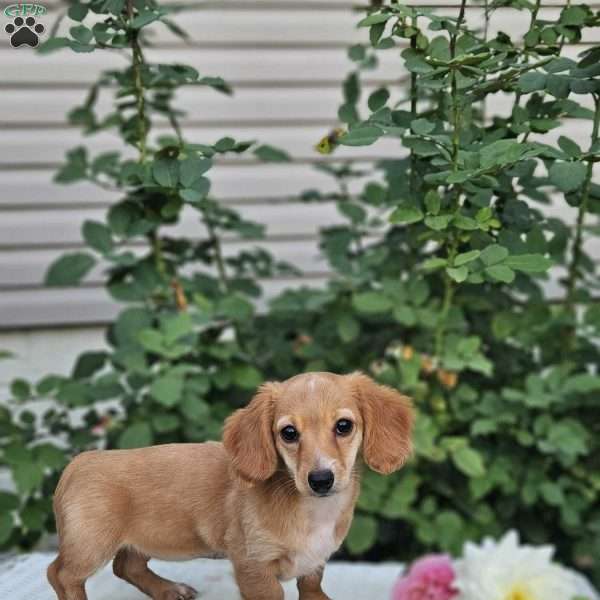 Buttercup, Dachshund Puppy